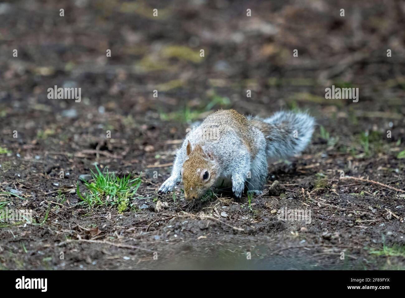 Issaquah, Washington, USA. Western Grey Squirrel burying a nut. Also