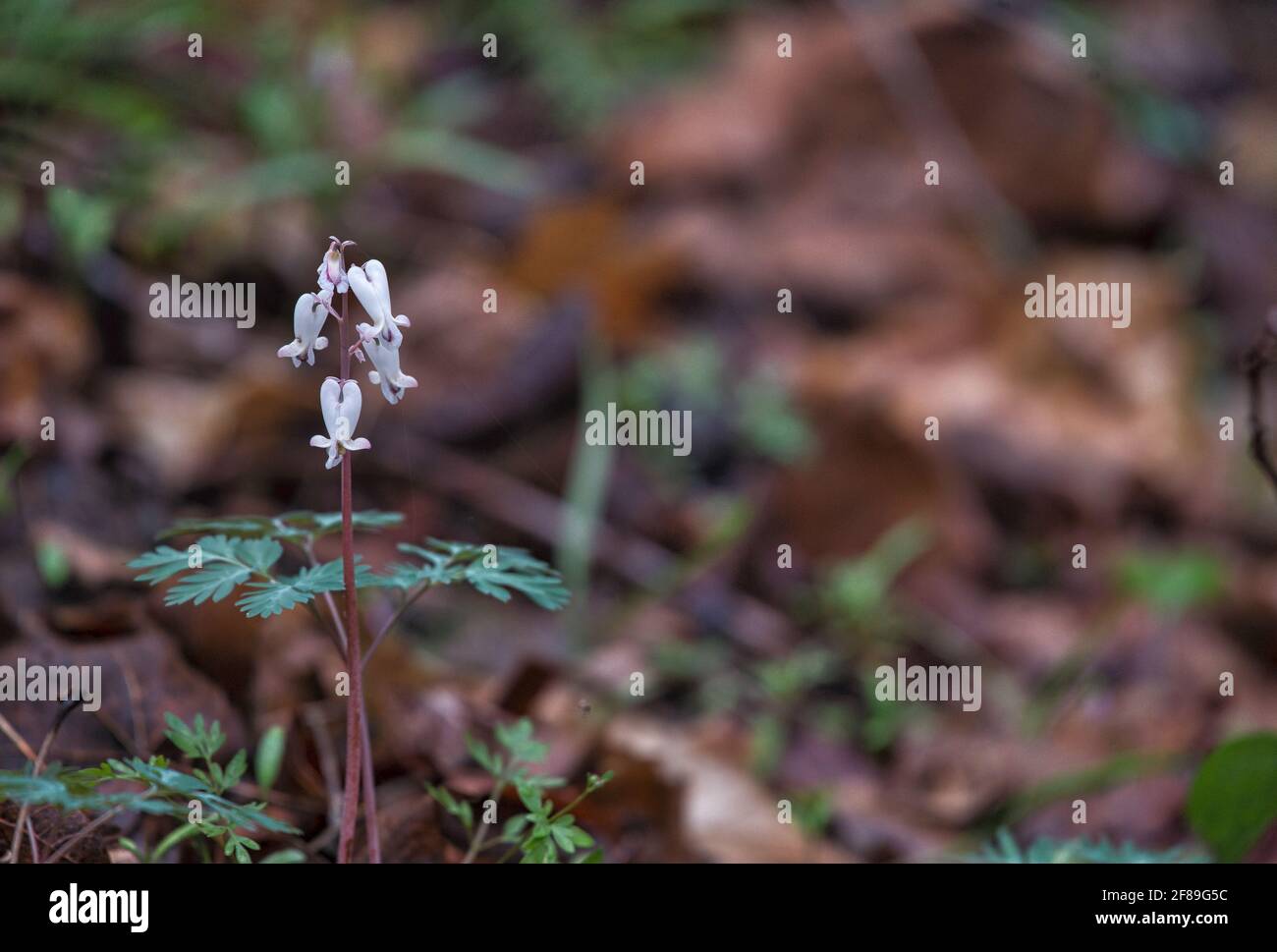 UNITED STATES April 12, 2021 Wild mustard (Brassica kaber) is a weed