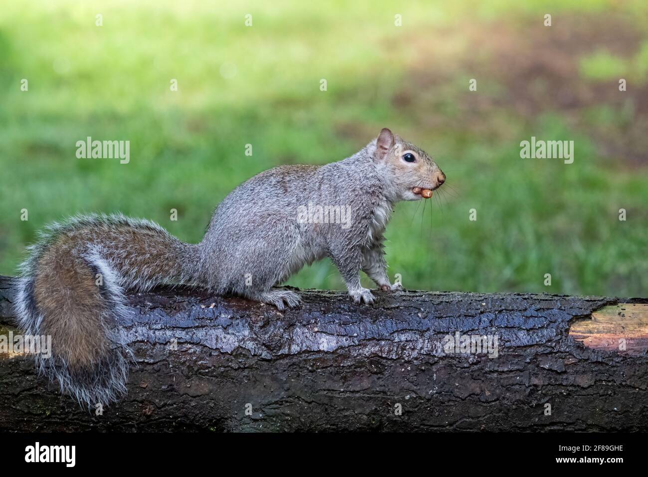 Issaquah, Washington, USA. Western Grey Squirrel standing on a log