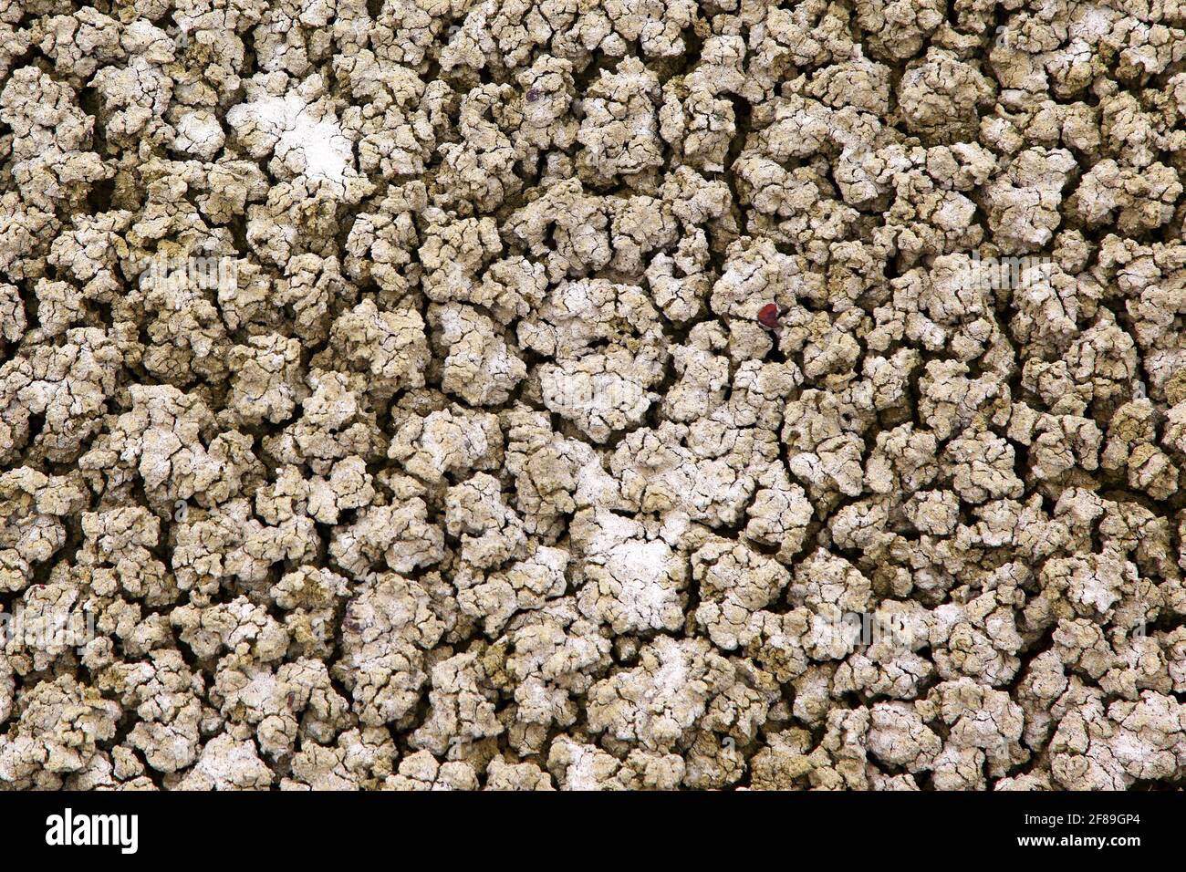 Dry Cracked Soil Stock Photo