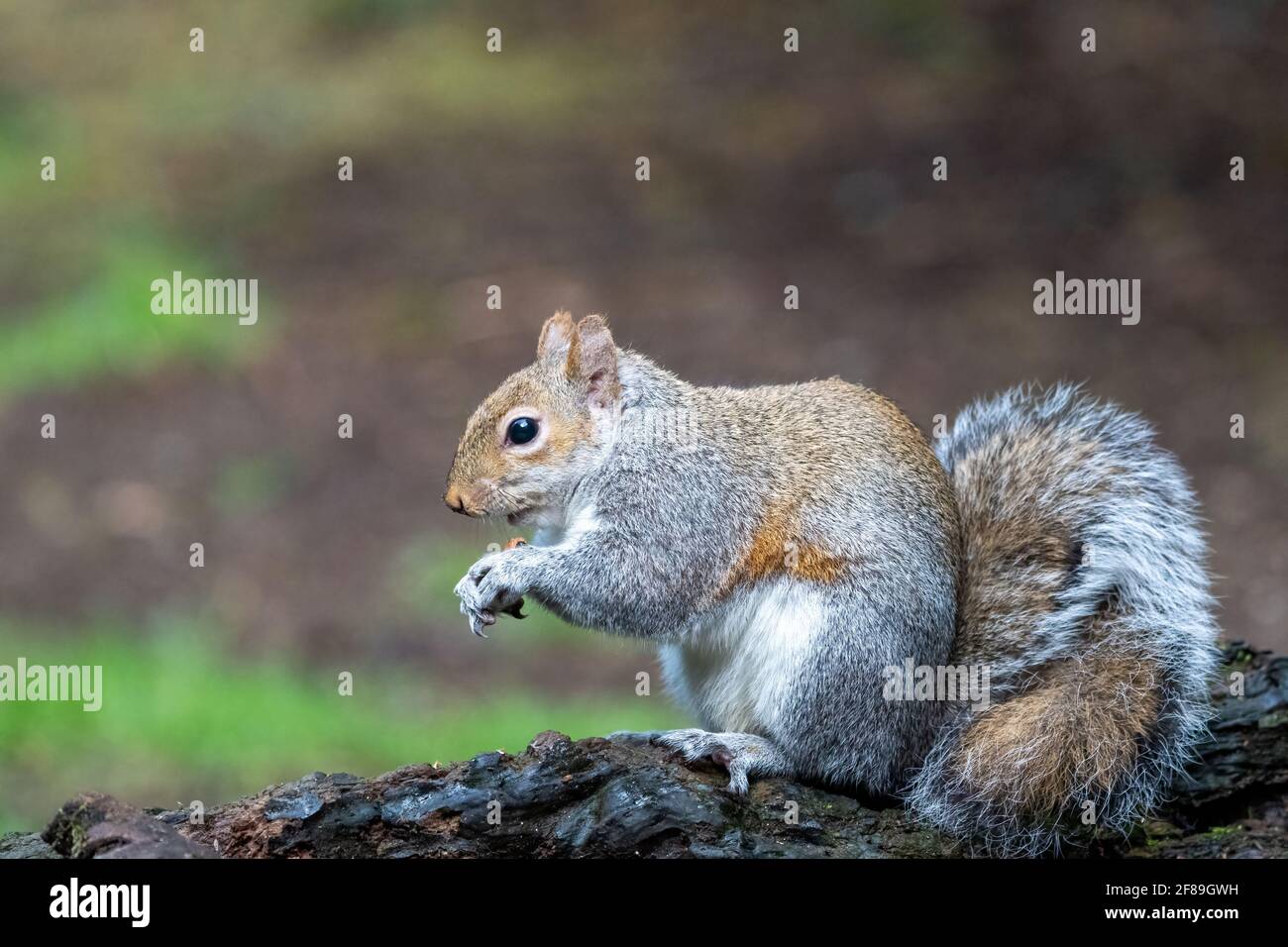 Oregon Gray Squirrel High Resolution Stock Photography and Images Alamy