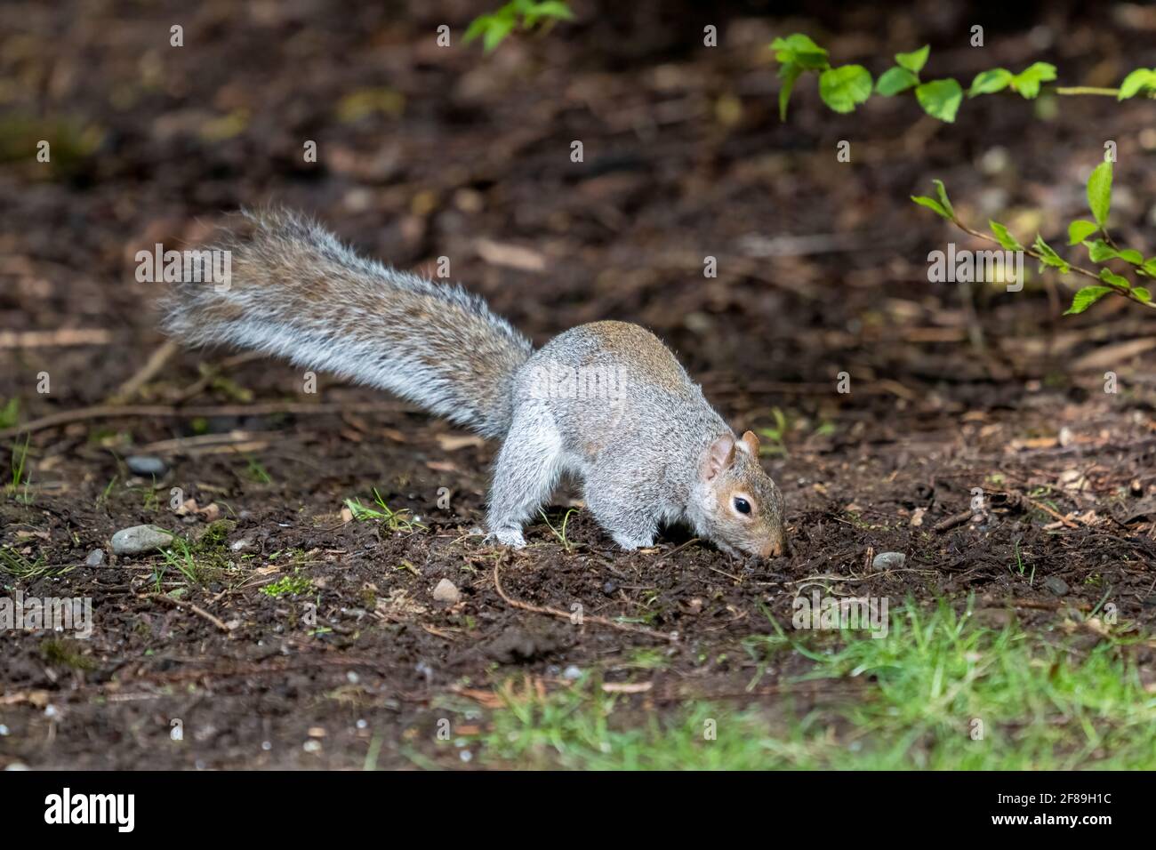 Issaquah, Washington, USA. Western Grey Squirrel burying a nut. Also