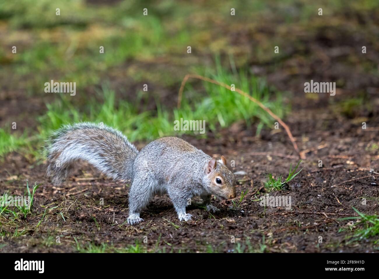 Issaquah, Washington, USA. Western Grey Squirrel burying a nut. Also
