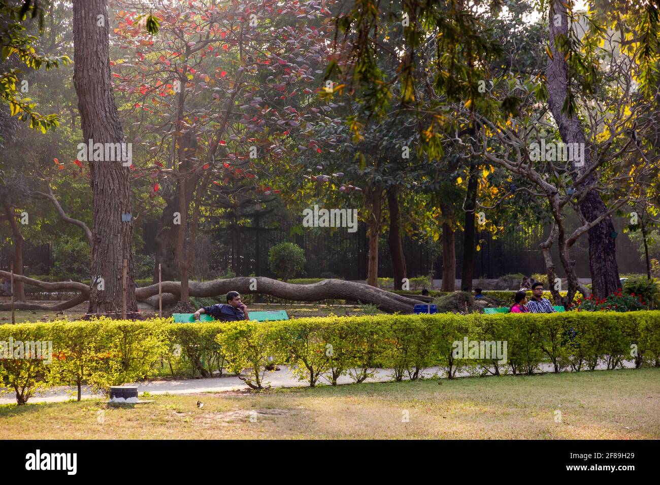 Kolkata Botanical Garden High Resolution Stock Photography And Images Alamy