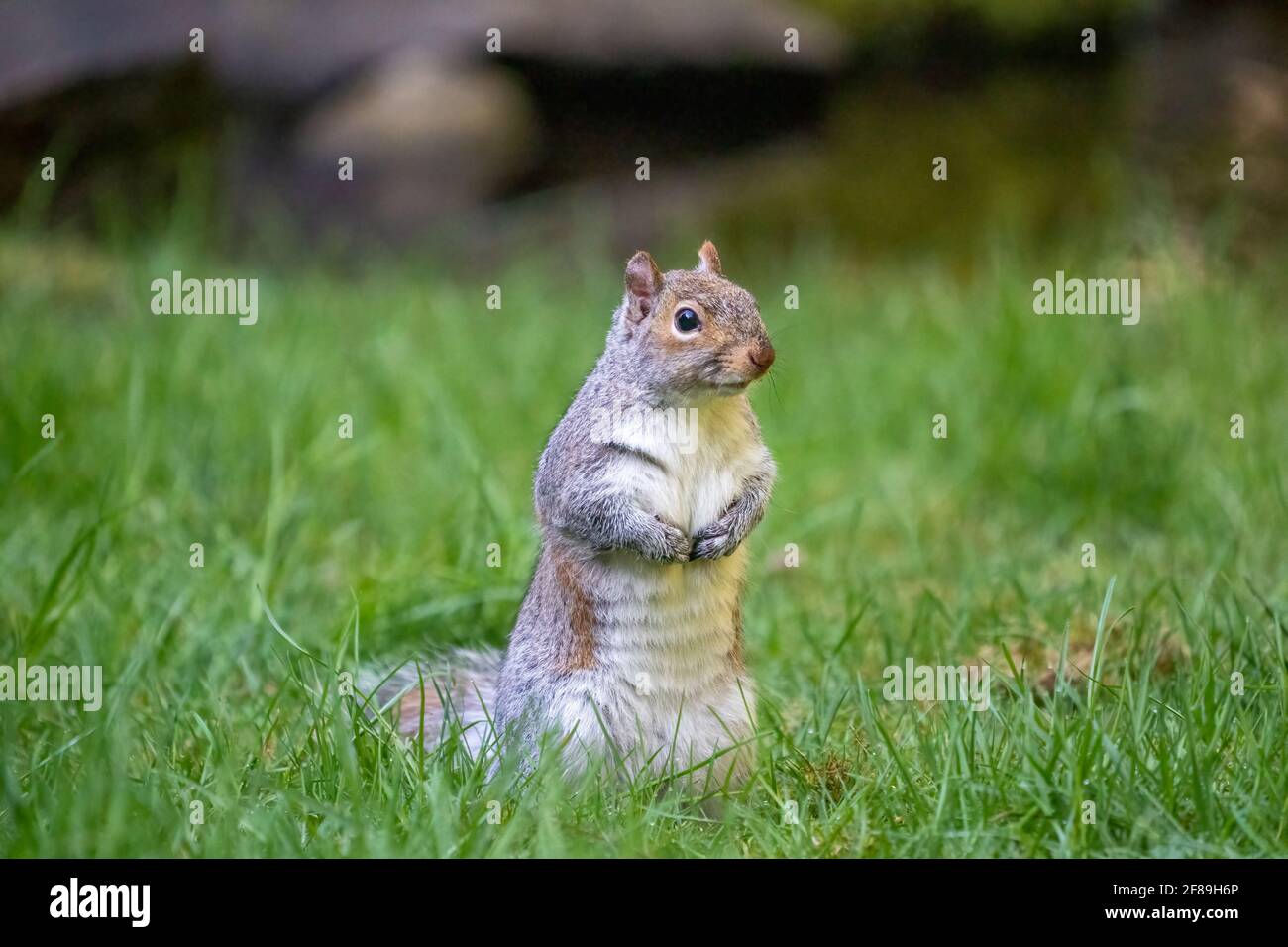 Issaquah, Washington, USA. Western Grey Squirrel standing up in the grass to get a better view.  Also known as a Banner-tail, California Grey Squirrel Stock Photo