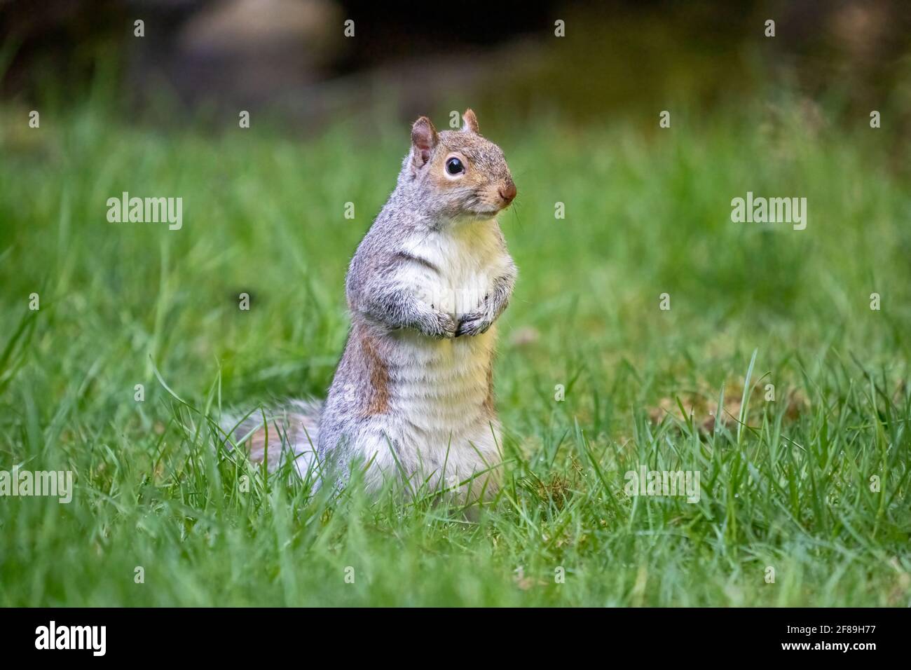 Issaquah, Washington, USA. Western Grey Squirrel standing up in the grass to get a better view.  Also known as a Banner-tail, California Grey Squirrel Stock Photo