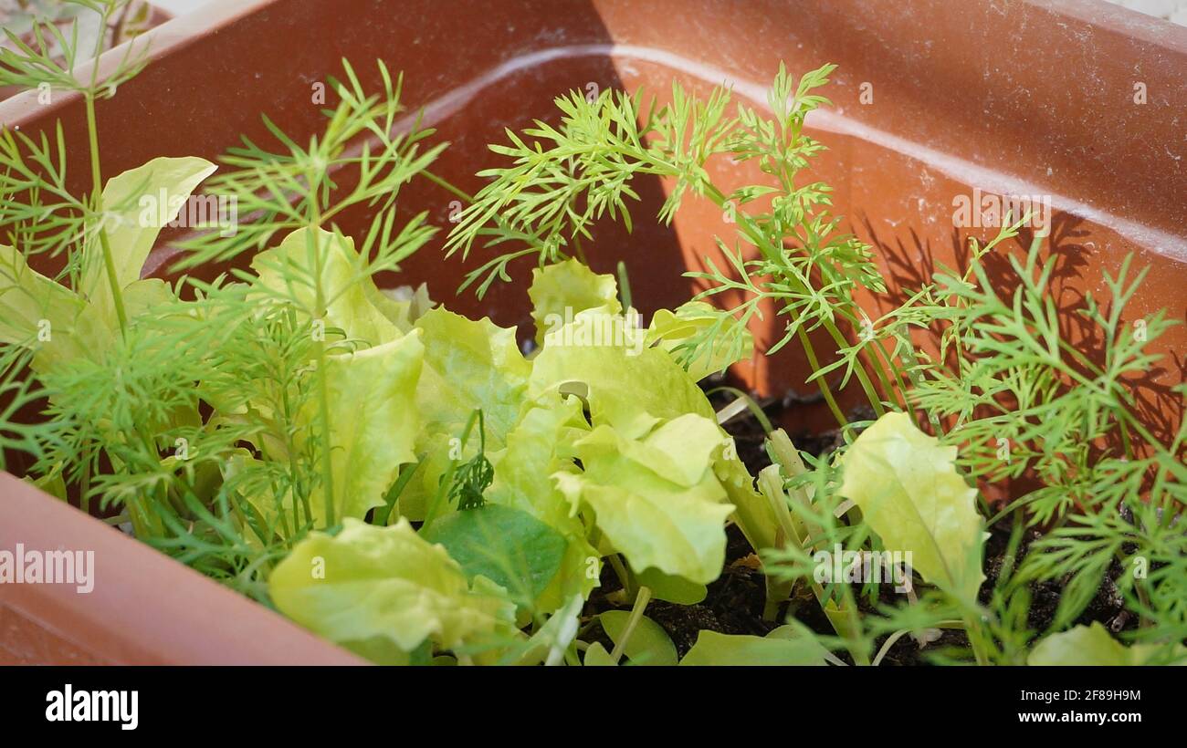 Young green plants growing on balcony garden, zero waste eco living concept Stock Photo