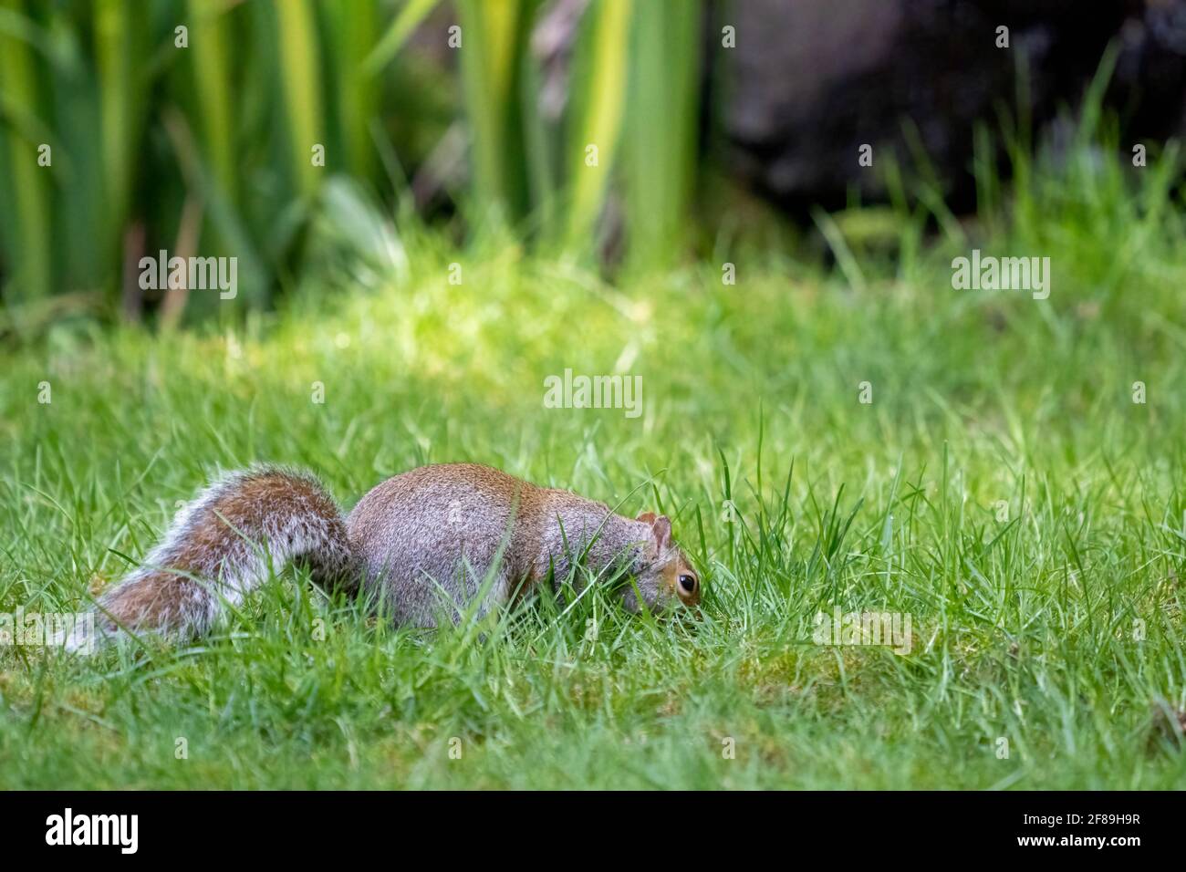 Issaquah, Washington, USA. Western Grey Squirrel burying a nut in the lawn.  Also known as a Banner-tail, California Grey Squirrel, Oregon Gray Squirr Stock Photo