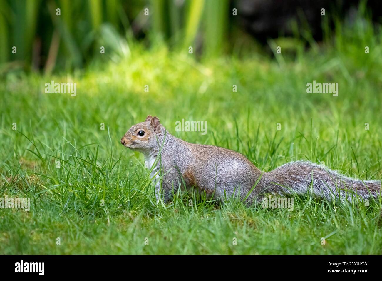 Issaquah, Washington, USA. Western Grey Squirrel walking in grass, checking his surroundings.  Also known as a Banner-tail, California Grey Squirrel, Stock Photo