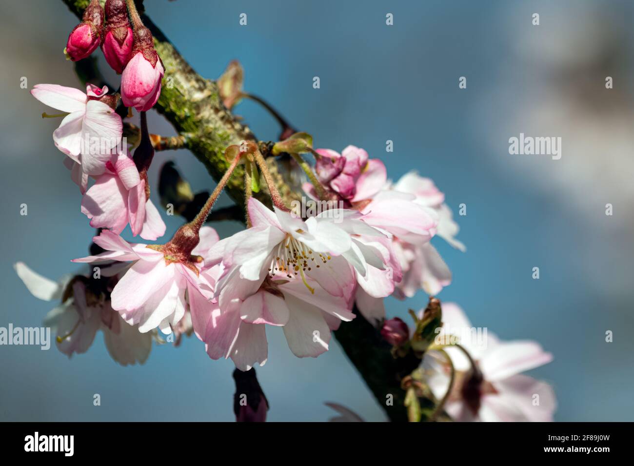 Pink ornamental cherry tree flowers in spring, against a blue sky, close up Stock Photo