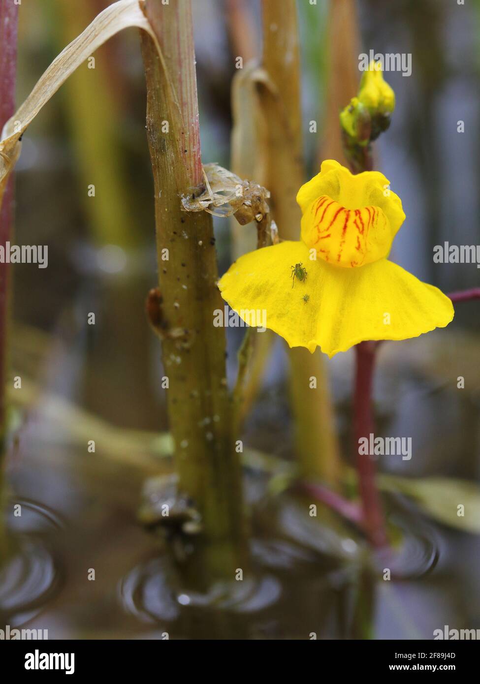 aquatic bladderwort Utricularia australis flowering Stock Photo