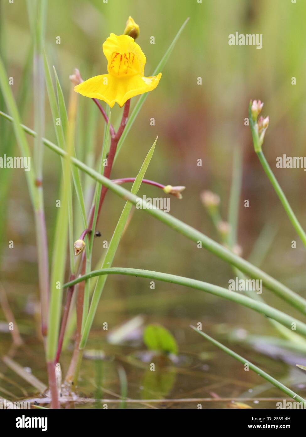 aquatic bladderwort Utricularia australis flowering Stock Photo