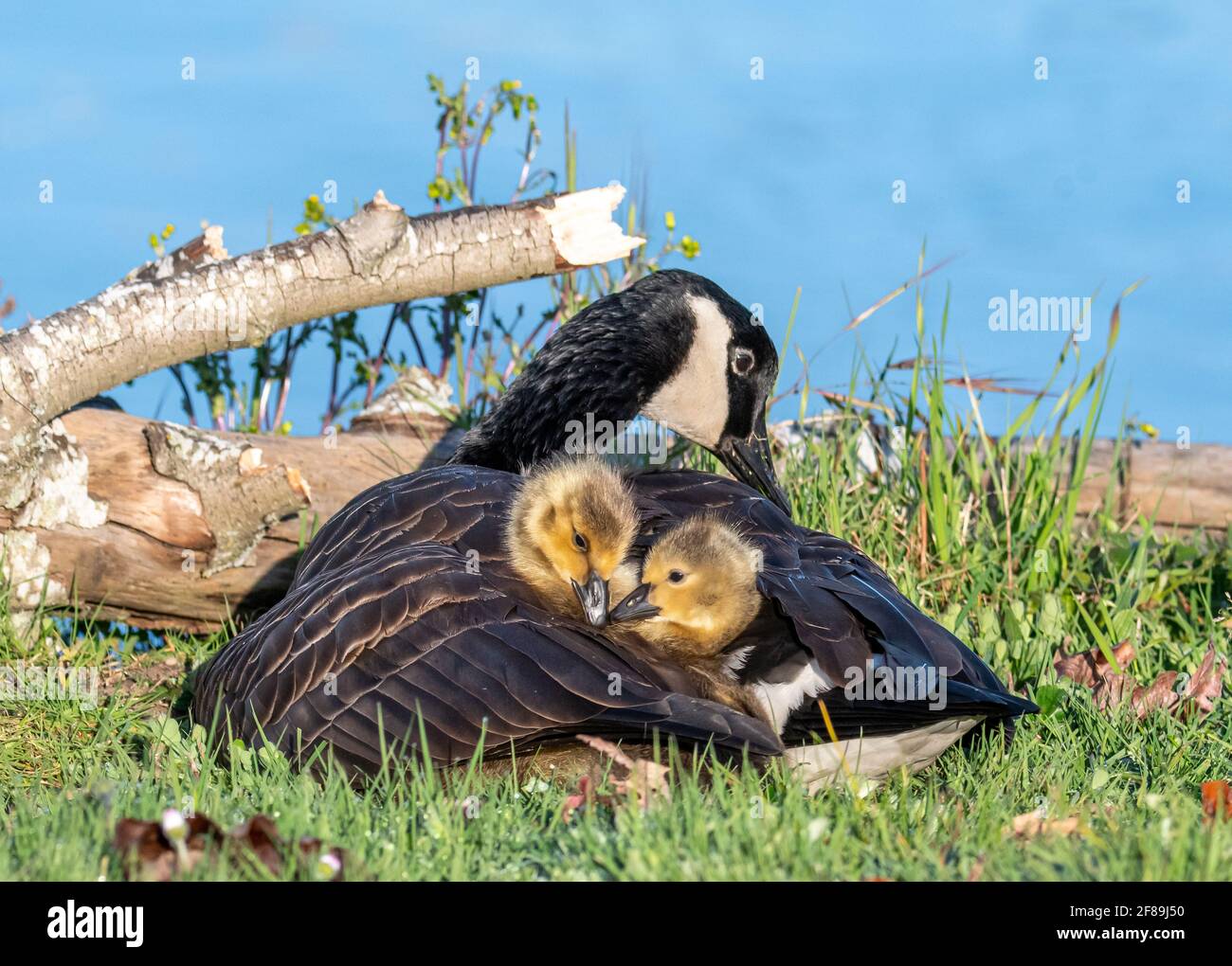 Canada Goose with her Two Goslings Underwing Stock Photo