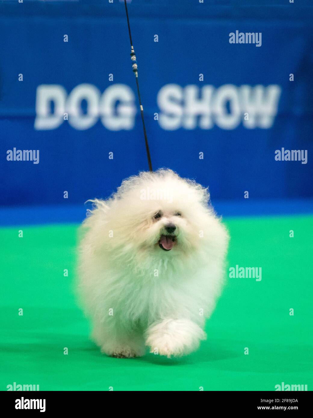 Bolognese dog hires stock photography and images Alamy