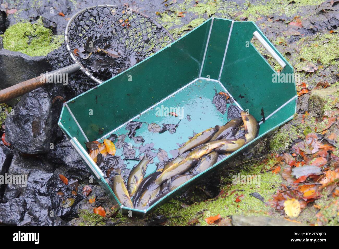 landing net and vat witch tench fish (Tinca tinca) during the harvest of fish pond in autumn Stock Photo