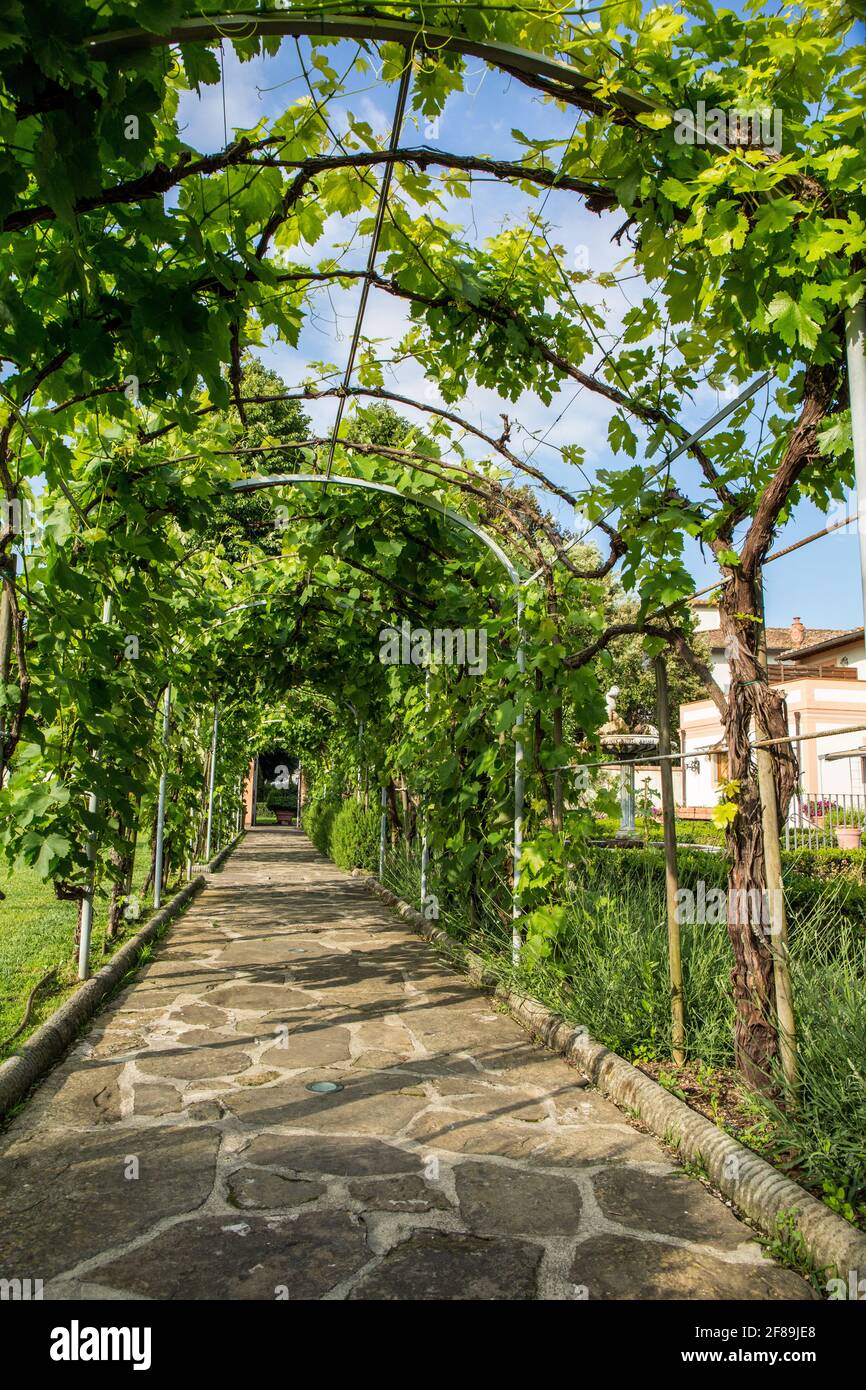 Grape trellis hires stock photography and images Alamy