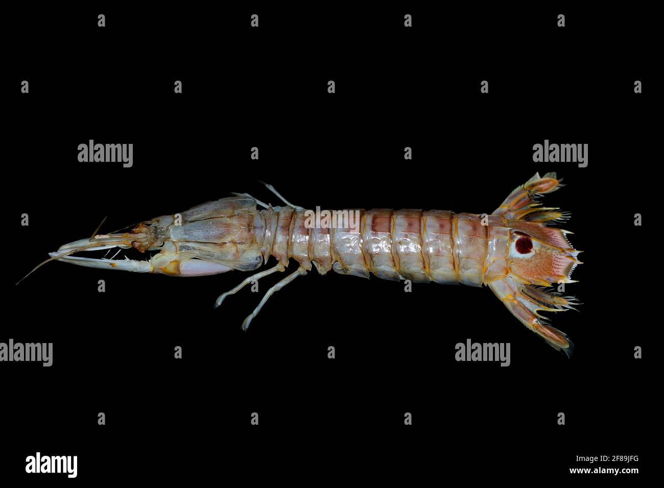 Squilla mantis,  species of mantis shrimp Stock Photo