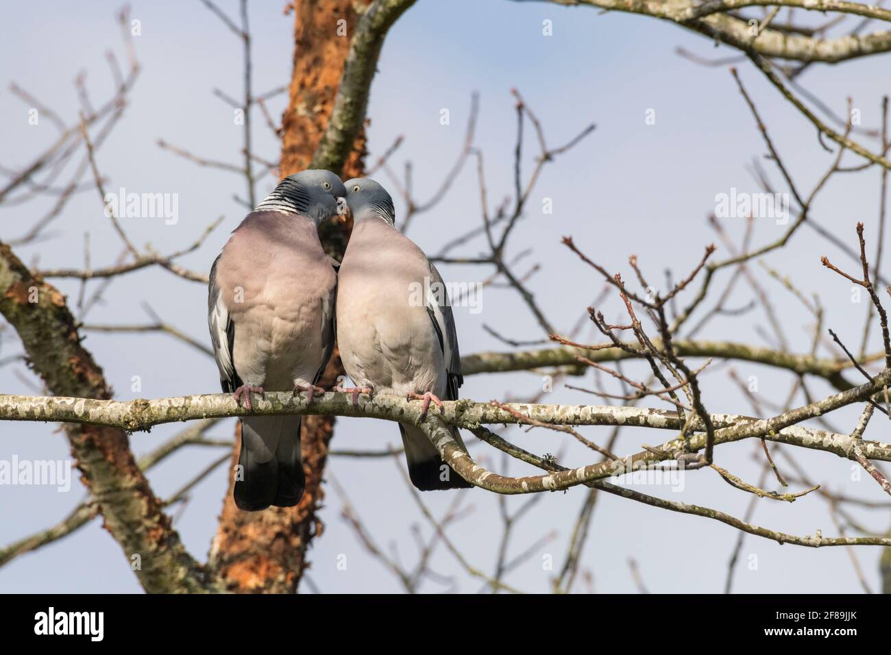 A Couple of Woodpigeons (Columba Palumbus) Perched on a Tree Branch Courting Stock Photo
