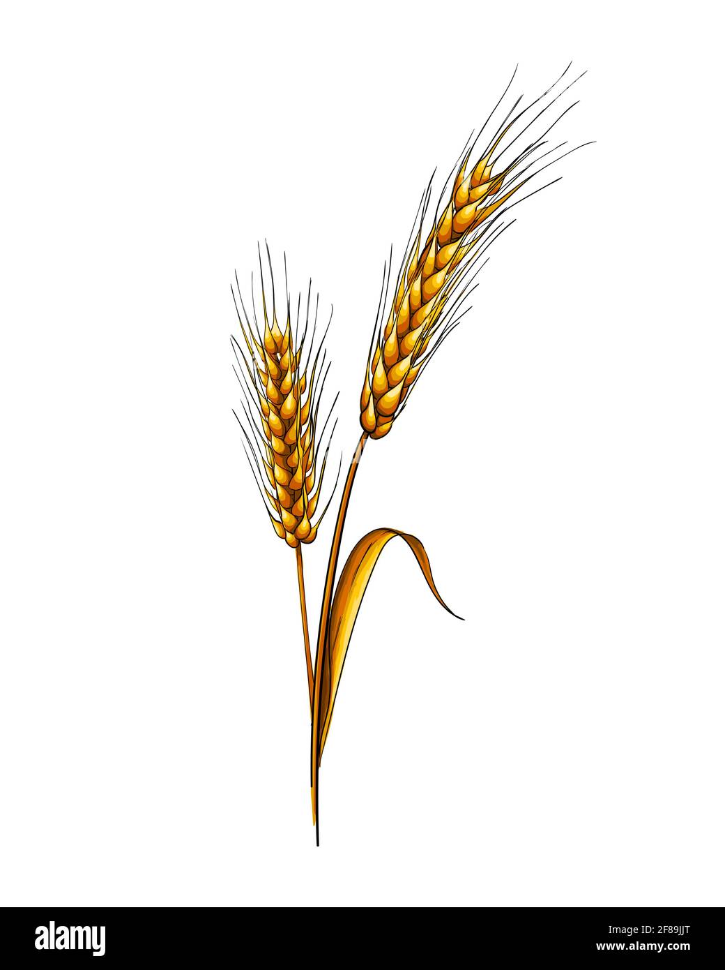 Ears of wheat from a splash of watercolor, colored drawing, realistic. Vector illustration of paints Stock Vector