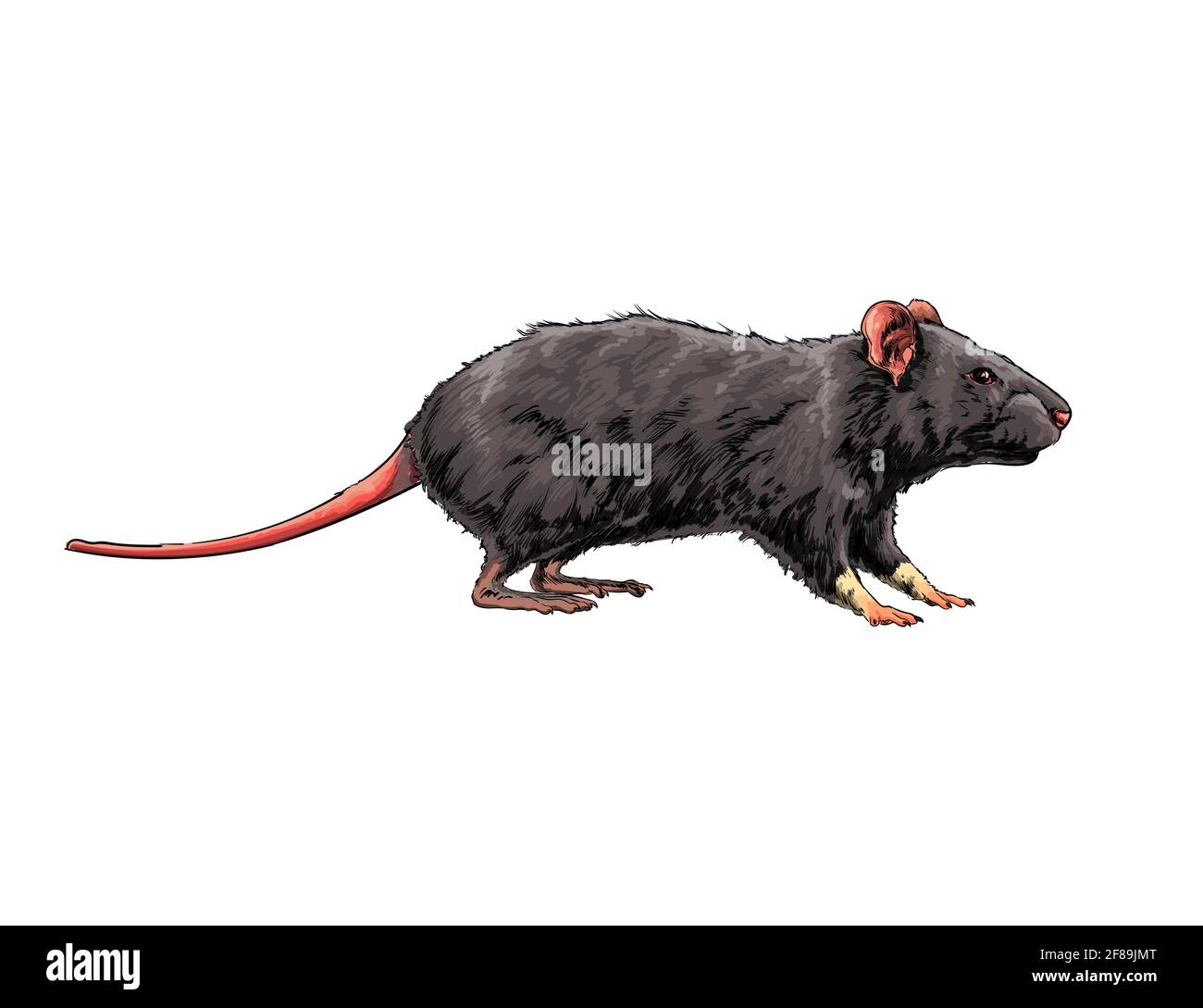 Rat Sketch Images - Free Download on Freepik