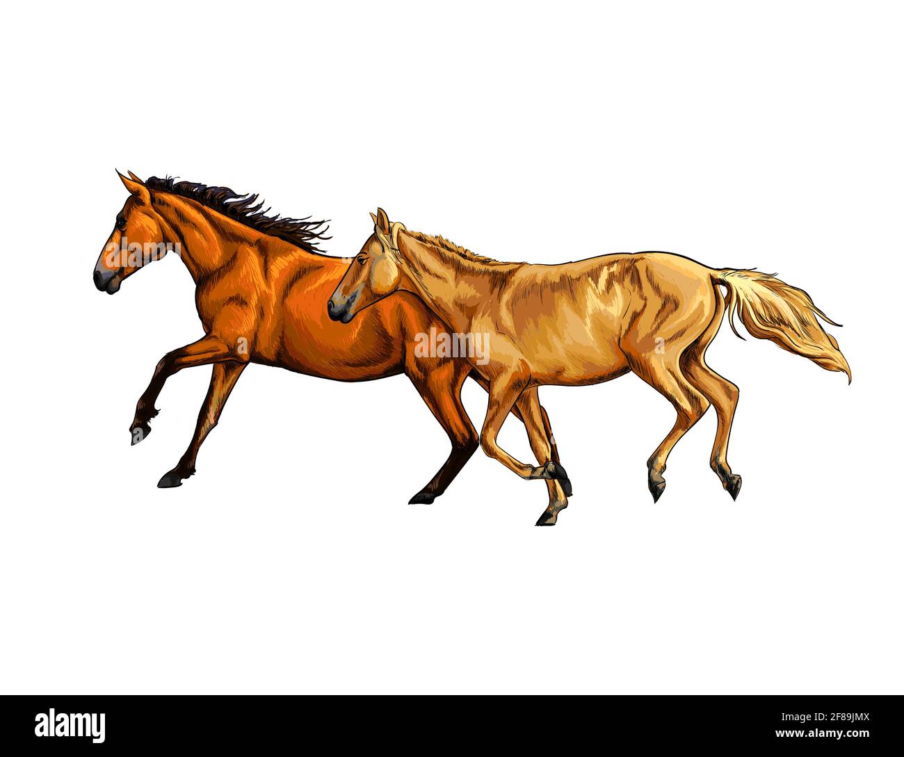 Two horses run gallop from a splash of watercolor, hand drawn sketch.  Vector illustration of paints Stock Vector Image & Art - Alamy