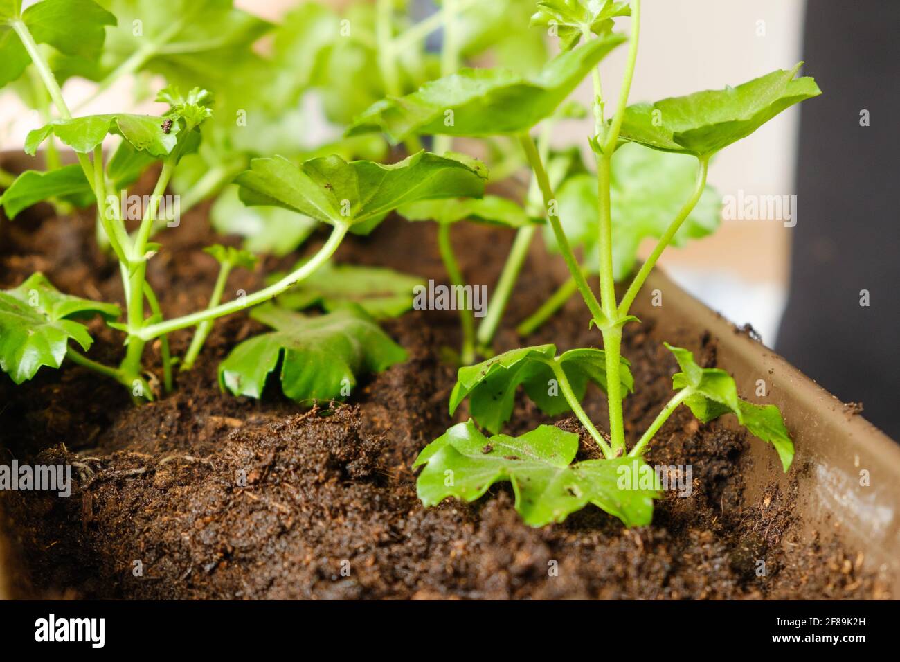 Gardener hands transplanting young seedlings sprouts in peat pots soil