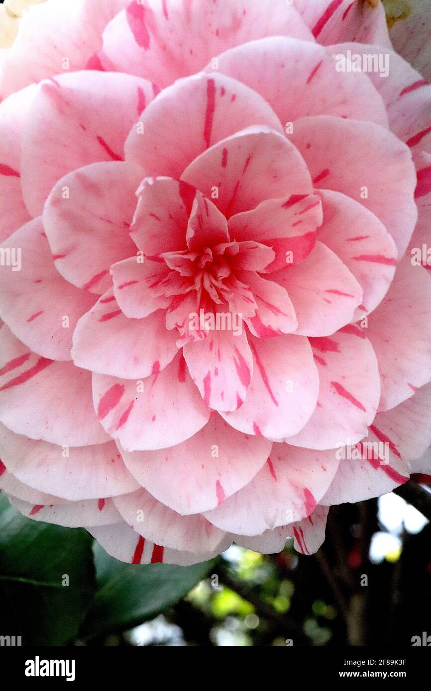 Camellia japonica ‘Contessa Lavinia Maggi’ Camellia Lavinia Maggi – pink tinged white flowers with pink flecks,  April, England, UK Stock Photo
