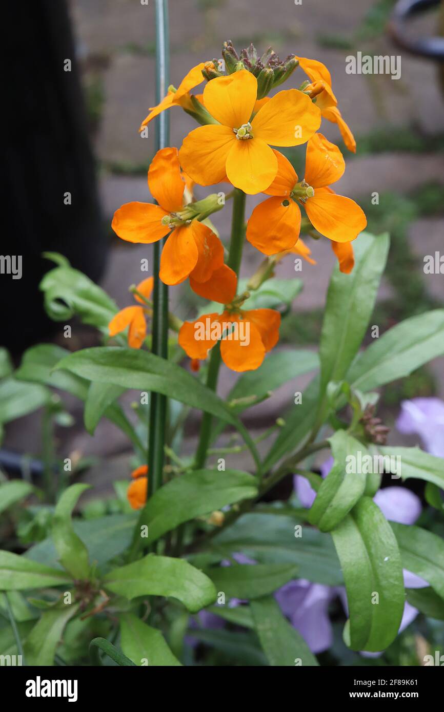 Erysimum / Cheiranthus Allionii orange / orange wallflower Stock Photo