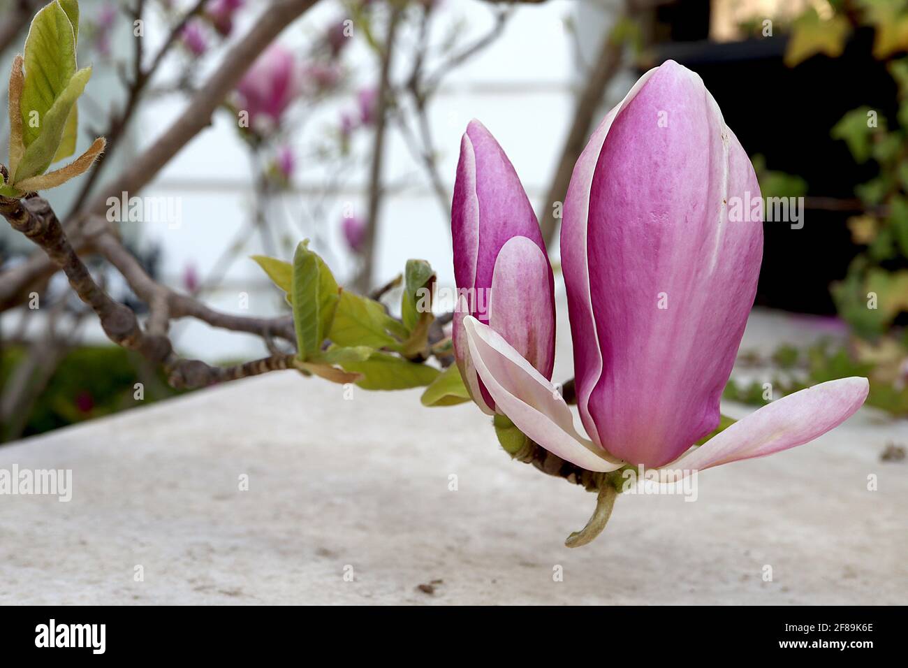 Magnolia x soulangeana ‘Rustica Rubra’ Saucer Magnolia Rustica Rubra