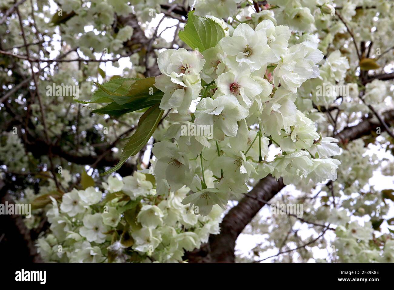 Prunus serrulata ‘Ukon’ Cherry Ukon – pale green and white semi-double flowers with occasional pink stripes,  April, England, UK Stock Photo