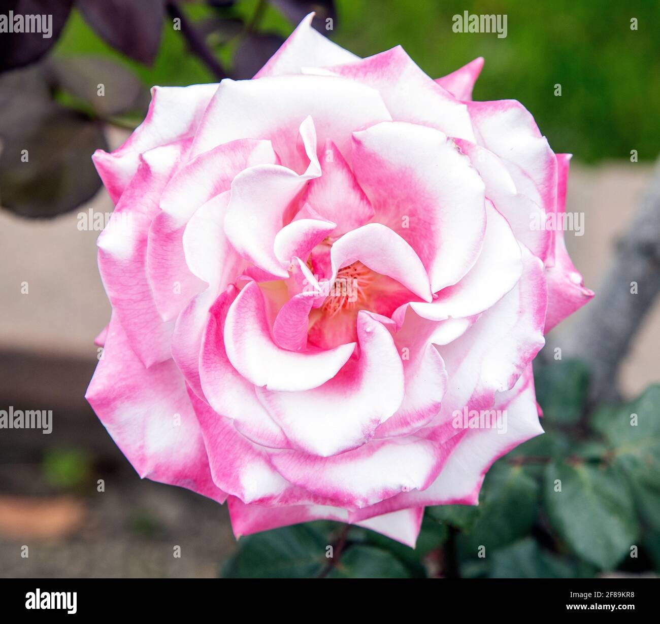 White Rose with Pink Accents Stock Photo Alamy