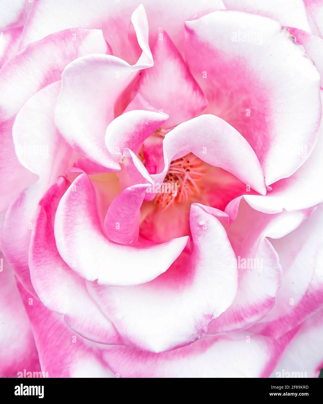 White Rose with Pink Accents Stock Photo Alamy