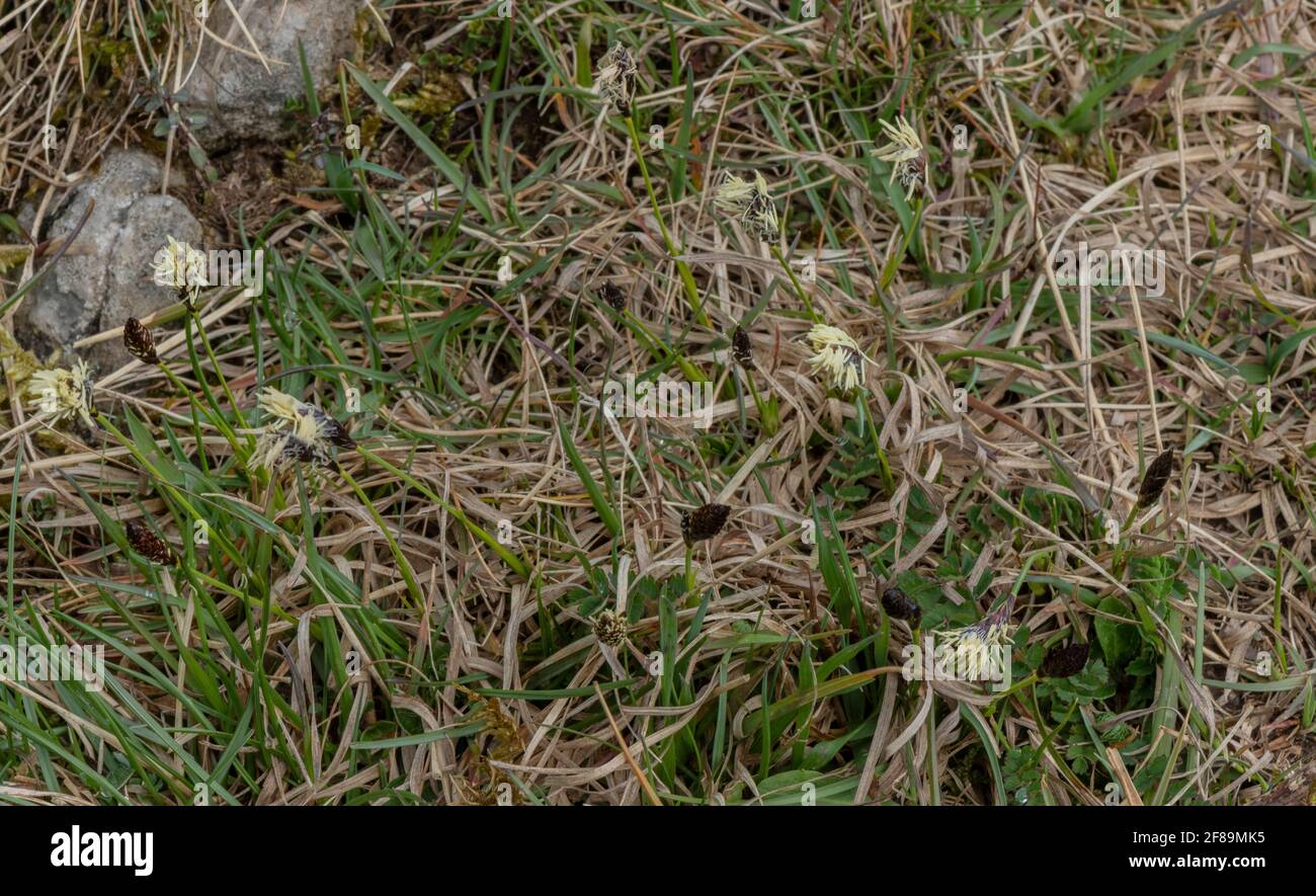 Soft-leaved sedge, Carex montana, in flower in calcareous grassland, Ubley Warren, Somerset. Stock Photo