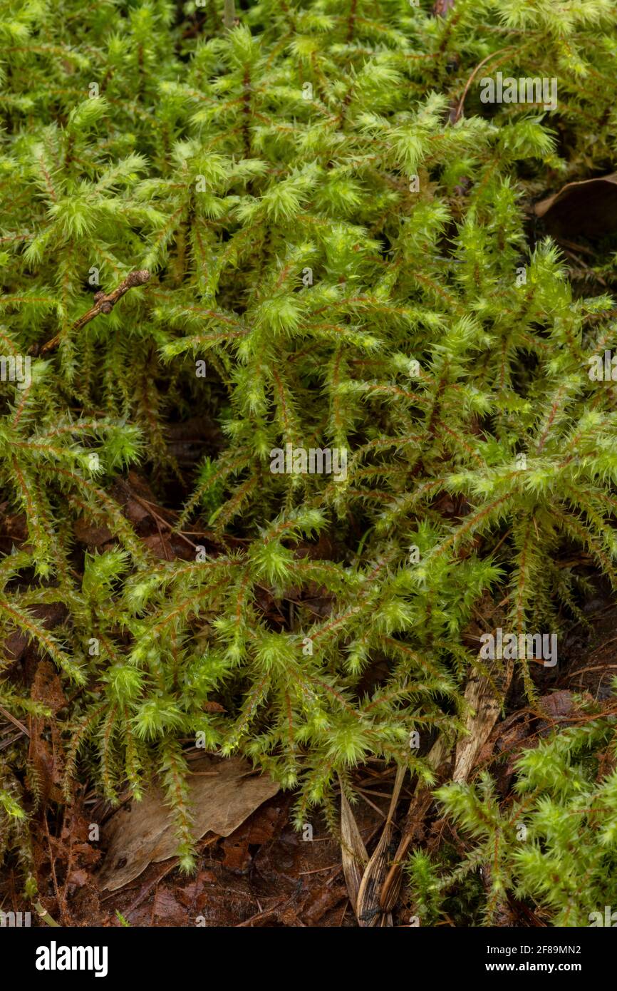 Big shaggy-moss, Rhytidiadelphus triquetrus, growing abundantly on forest floor, Mendips. Stock Photo