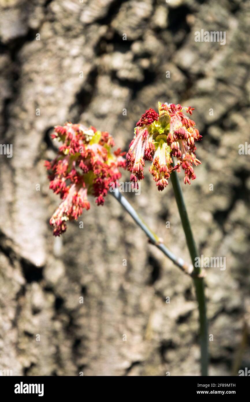 Acer negundo flowers Ash-leaved maple Stock Photo