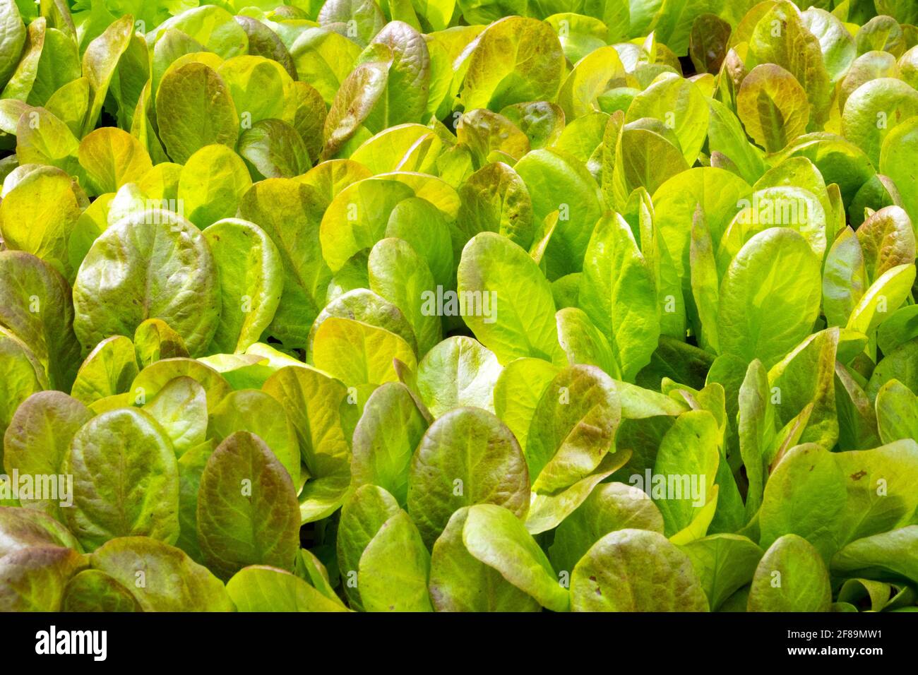 Young salad seedlings Stock Photo