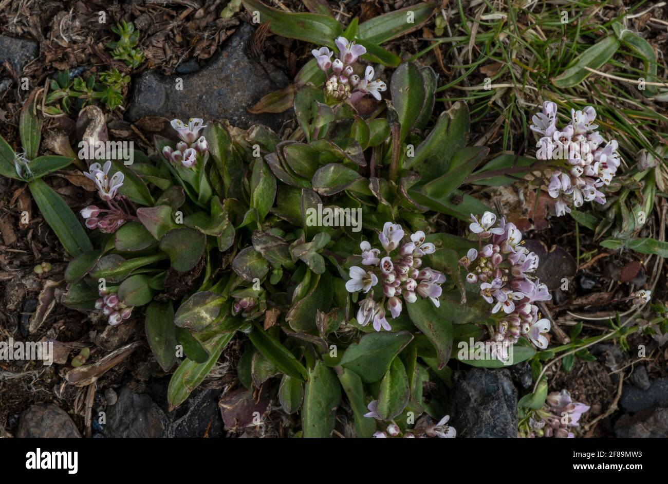 Alpine penny-cress, Noccaea caerulescens, growing in calaminarian grassland, Mendip Hills. A hyperaccumulator of zinc, nickel, cadmium. Stock Photo