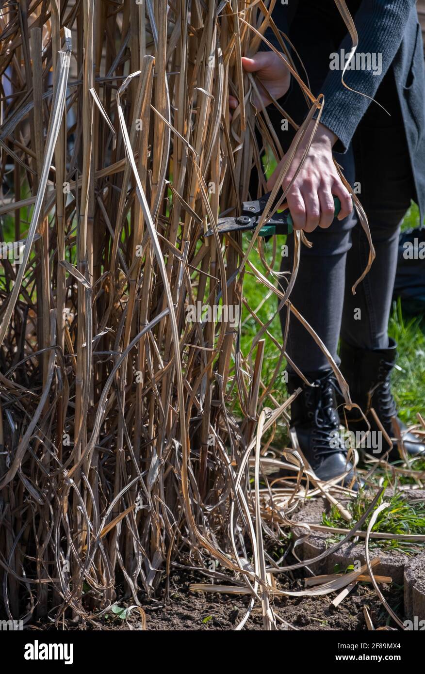 Pruning with pruning shears of last year's grass stalks. Spring