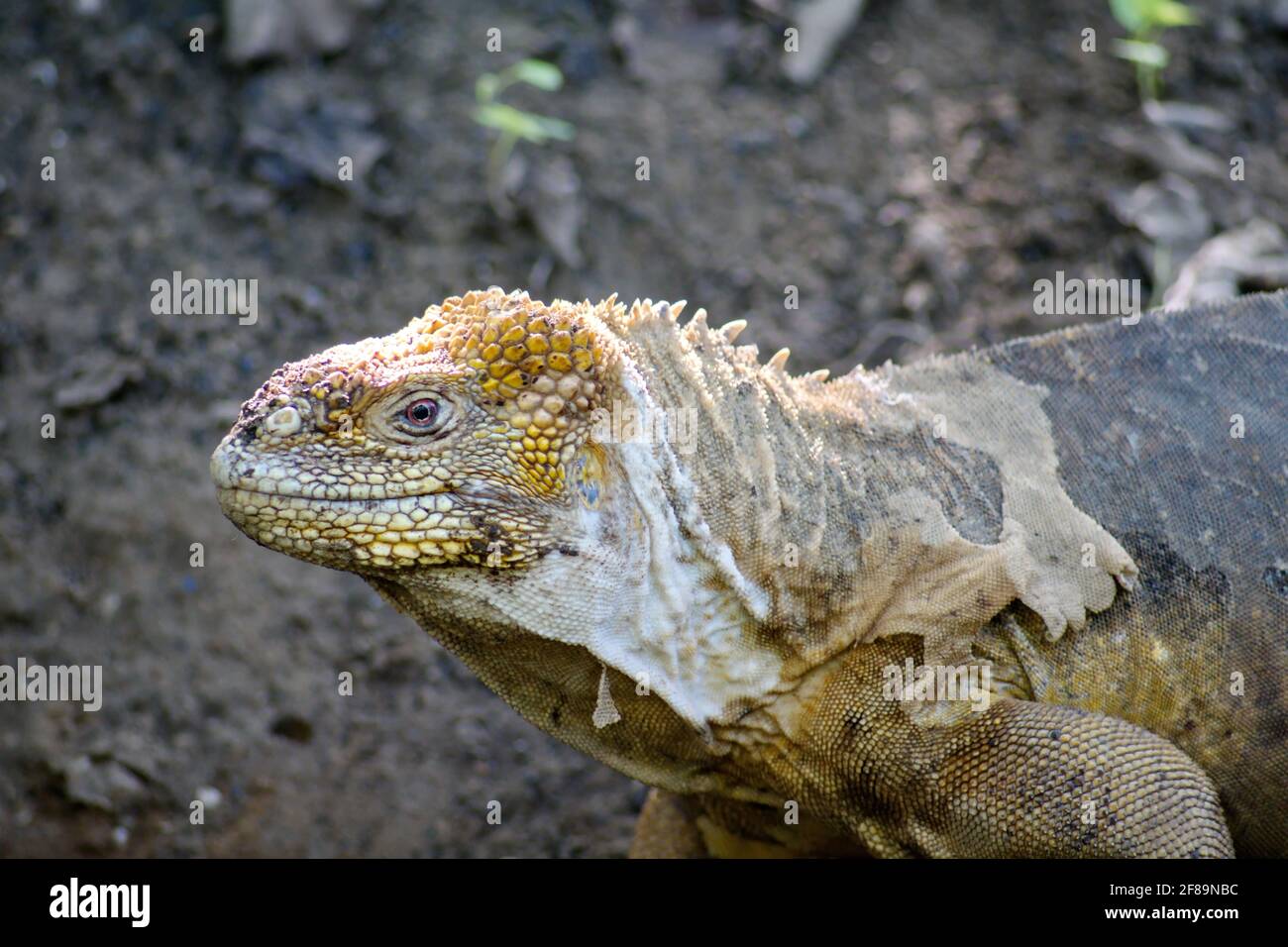 Close up of a Galapagos land iguana at Urbina Bay, Isabela Island, Galapagos, Ecuador Stock Photo
