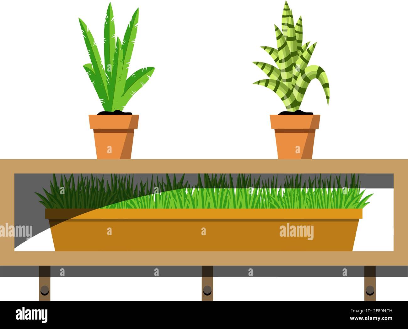 Wooden shelves with potted plants in ceramics pots. Aloe and young palm flowers in the pot and green grass in a container on the shelves. Interior design Stock Vector