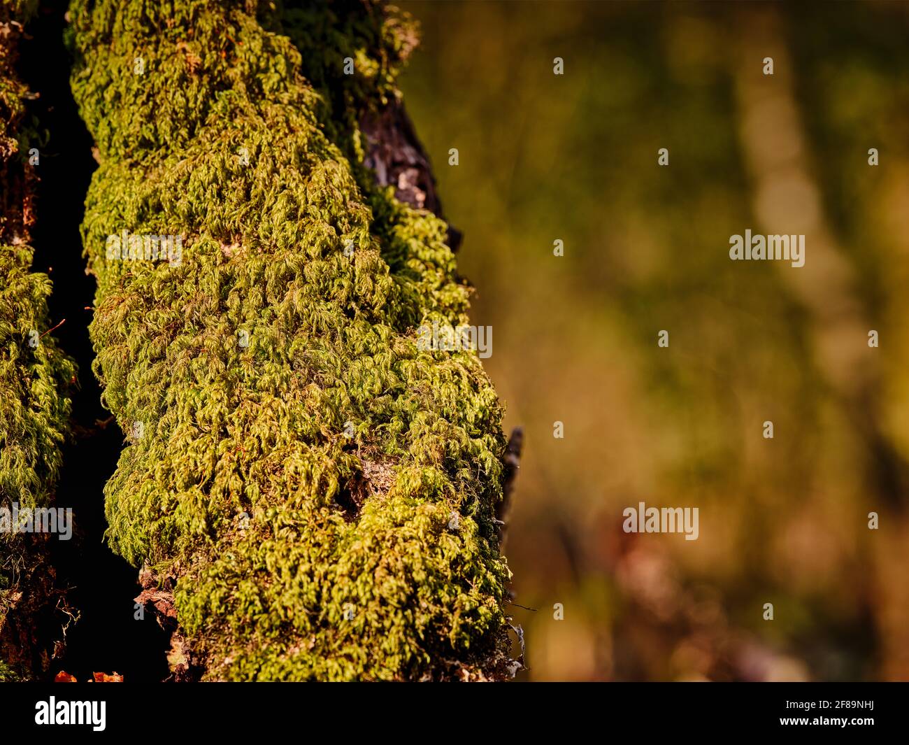Sunlit green moss on a birch tree on a springtime woodland walk in Arlington, East Sussex, UK Stock Photo