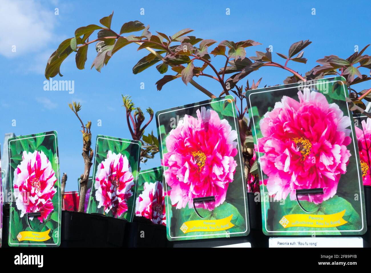 Garden centre plants display Tree Peonies for sale, Paeonia x suffruticosa Stock Photo