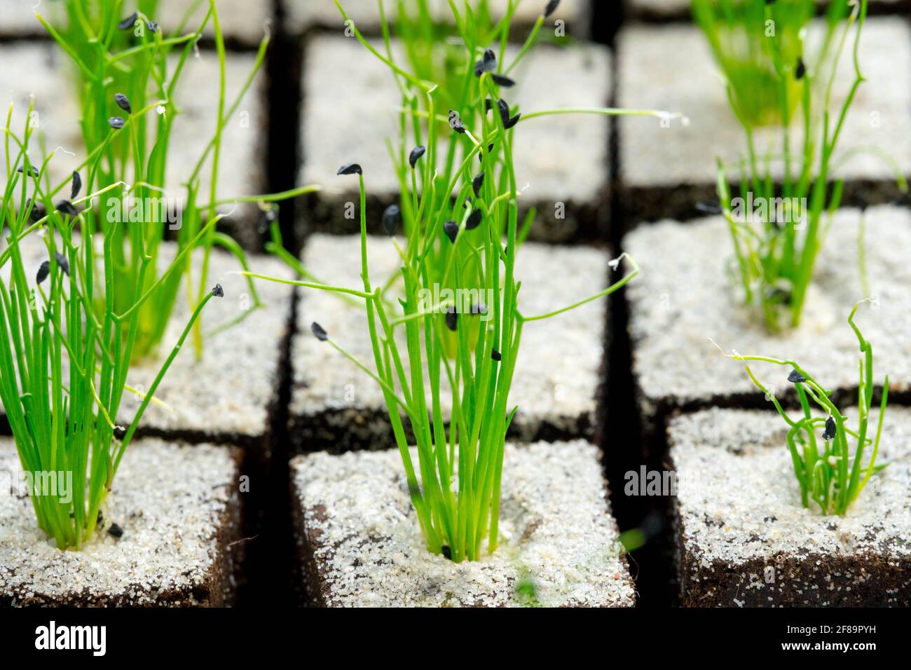 Close up of chives seedlings growing herbs Chives pots Stock Photo