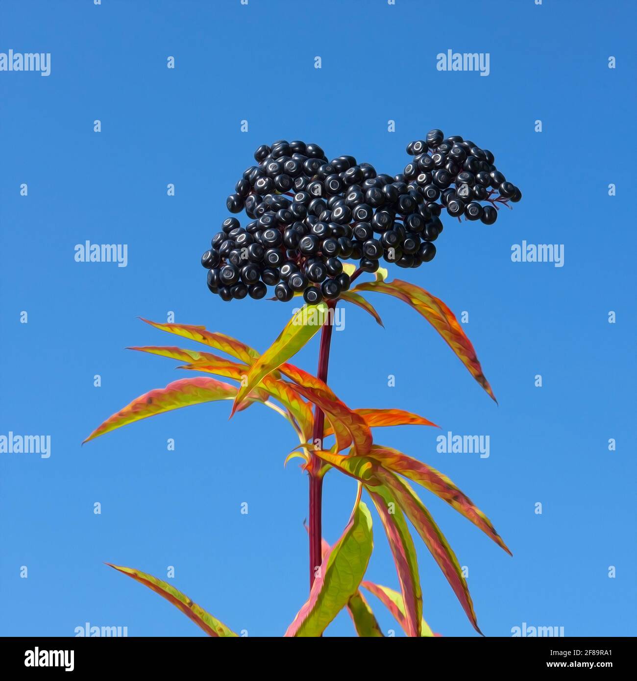One-year wild herbaceous elder top with ripe berries against a blue sky. Perennial herb with creeping rhizome. Latin name: Sambucus ebulus, family: Ca Stock Photo
