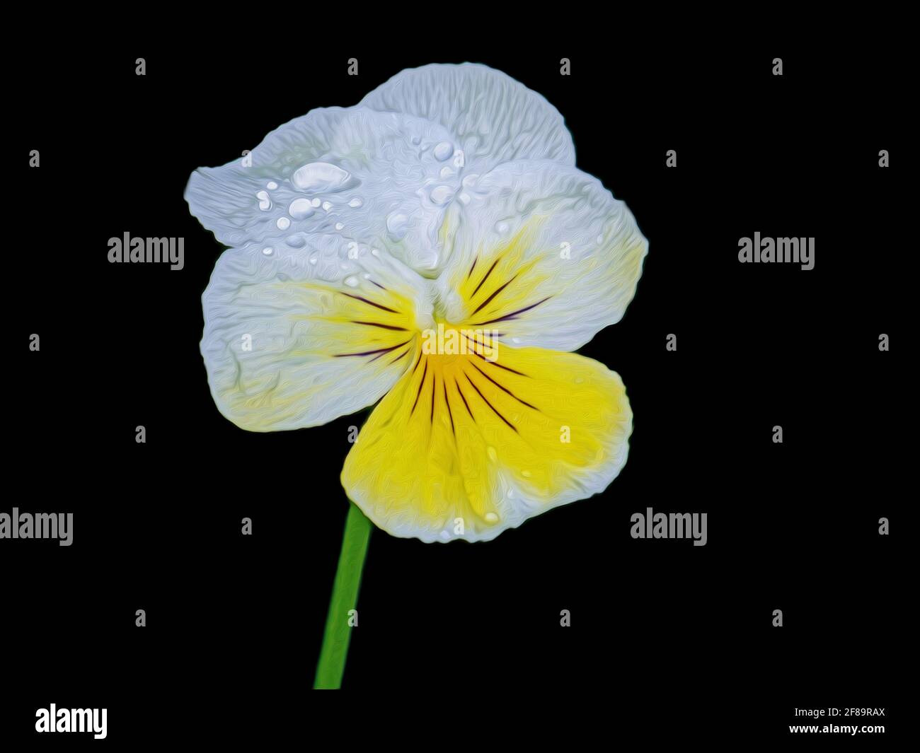 Violet (Viola) wet flower with white and yellow petals on a black background, artistic edited pattern Stock Photo