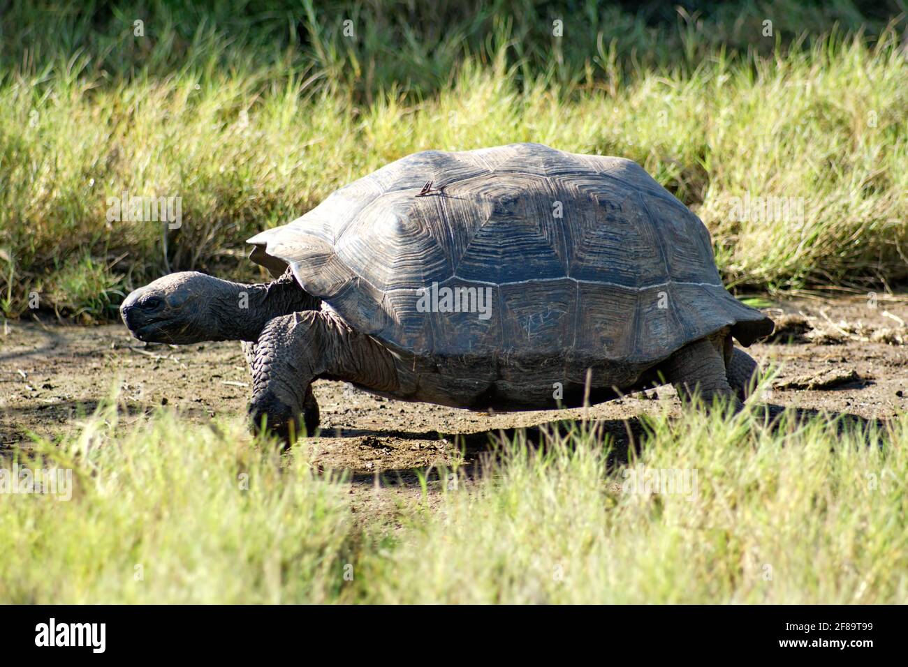 Galapagos giant tortoise walking on a path at Urbina Bay, Isabela Island, Galapagos, Ecuador Stock Photo