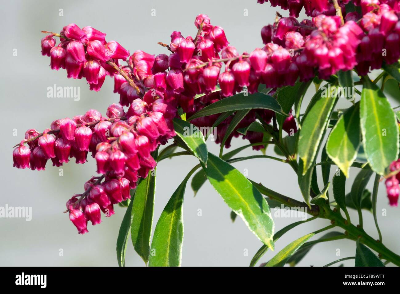 Japanese Pieris japonica 'Polar Passion' Japanese Andromeda Blooming Beauty Red Flower Blossoms Pieris japonica Leaves Branch Flowering Plant Spring Stock Photo