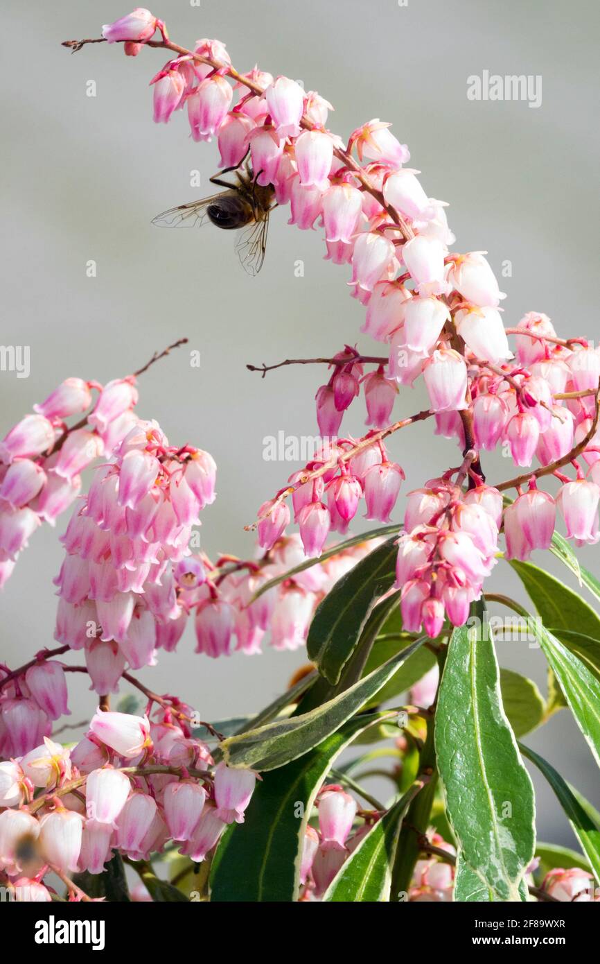 Pieris japonica Ralto Rose honeybee on flower Stock Photo