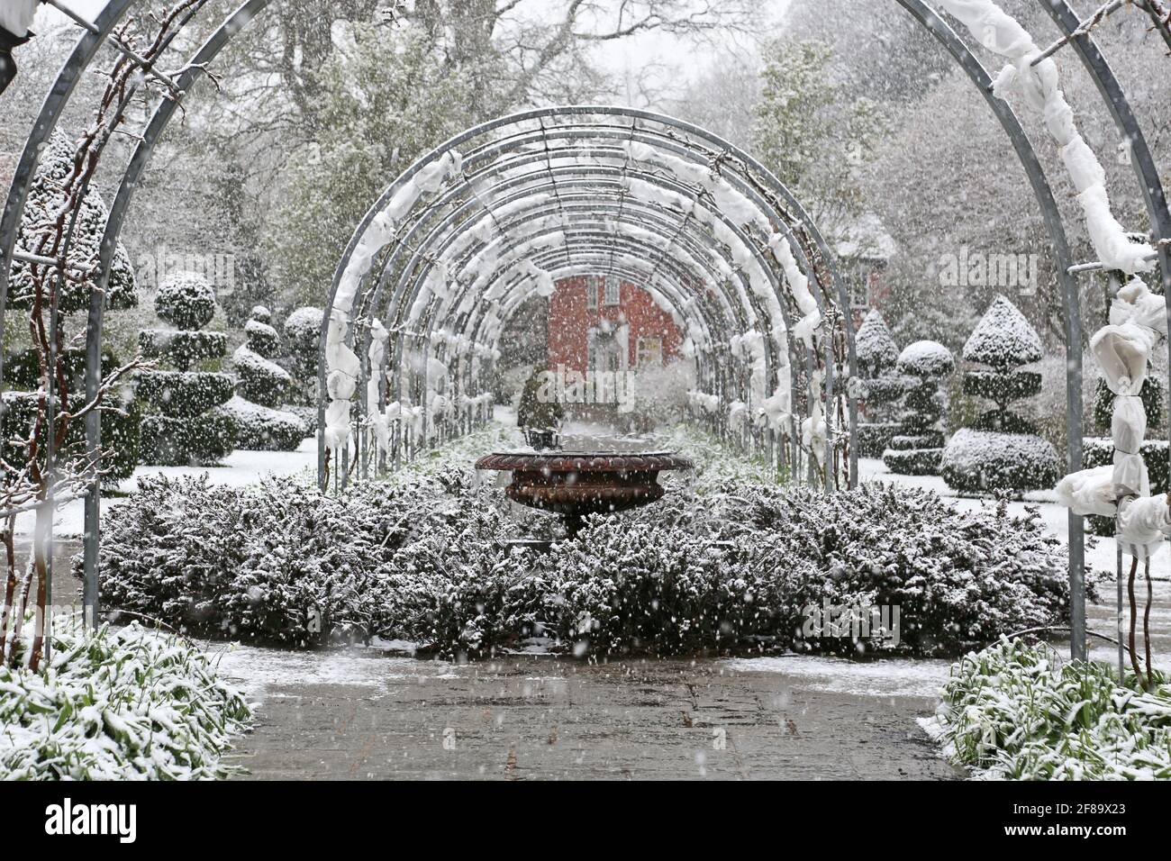Early morning snow at Wisteria Walk, RHS Garden Wisley, Woking, Surrey