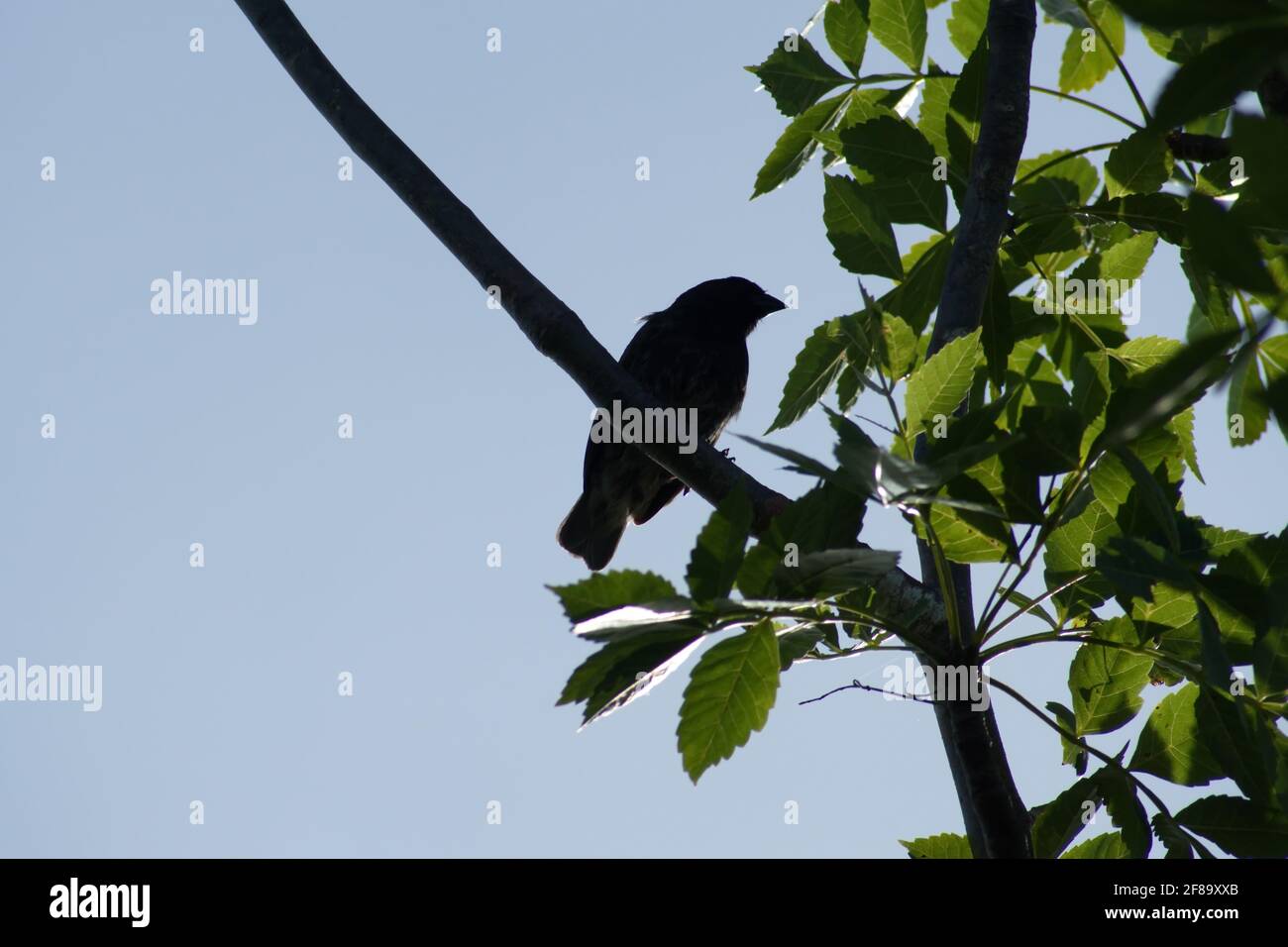 Darwin's finch in silhouette, perched in a tree at Urbina Bay, Isabela Island, Galapagos, Ecuador Stock Photo